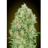 Pineapple Glue · Advanced Seeds · semi di canapa indiana · Fem