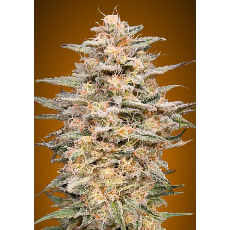 Somango Widow · Advanced Seeds · semillas de marihuana ·  Fem