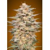 Somango Widow · Advanced Seeds · semi di canapa indiana ·  Fem