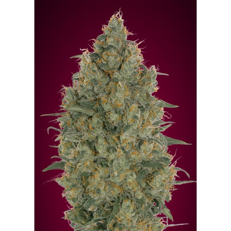 Strawberry Gum · Advanced Seeds · semillas de marihuana · Fem