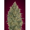 Strawberry Gum · Advanced Seeds · cannabis seeds · Fem