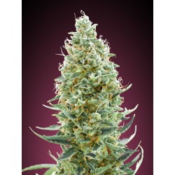 Amnesia Fast · Advanced Seeds · semillas de marihuana · Fem