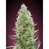 Amnesia Fast · Advanced Seeds · semillas de marihuana · Fem