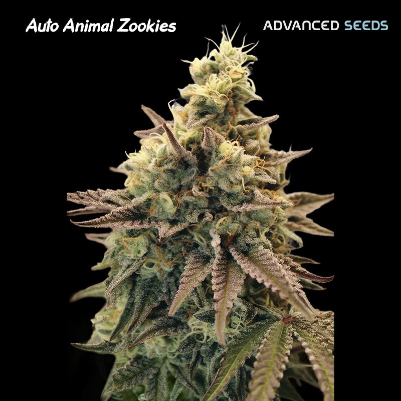 Auto Animal Zookies · Advanced Seeds · semillas de marihuana · AutoFem