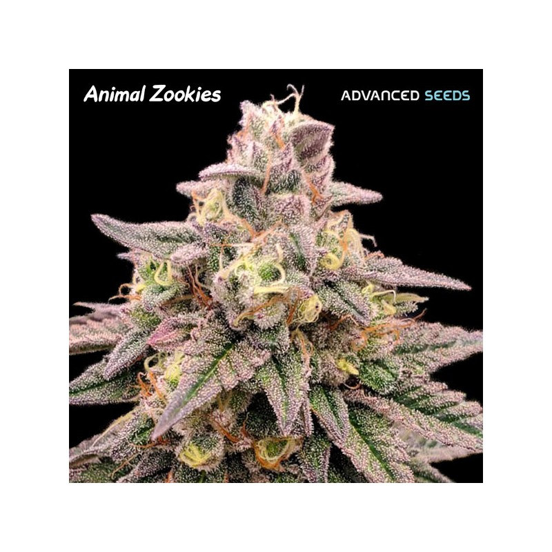 Animal Zookies · Advanced Seeds · semi di canapa indiana · Amnesia