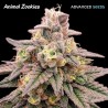 Animal Zookies · Advanced Seeds · semi di canapa indiana · Amnesia