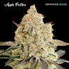 Apple Fritter · Advanced Seeds · semi di canapa indiana · Amnesia