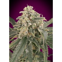 Auto Amnesia XXL · Advanced Seeds · cannabis seeds · AutoFem