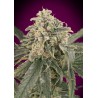 Auto Amnesia XXL · Advanced Seeds · semi di canapa · AutoFem