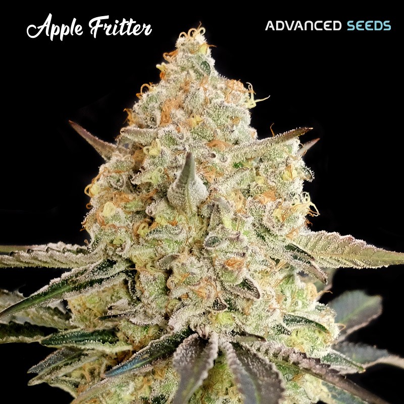 Auto Apple Fritter · Advanced Seeds · cannabis seeds · AutoFem