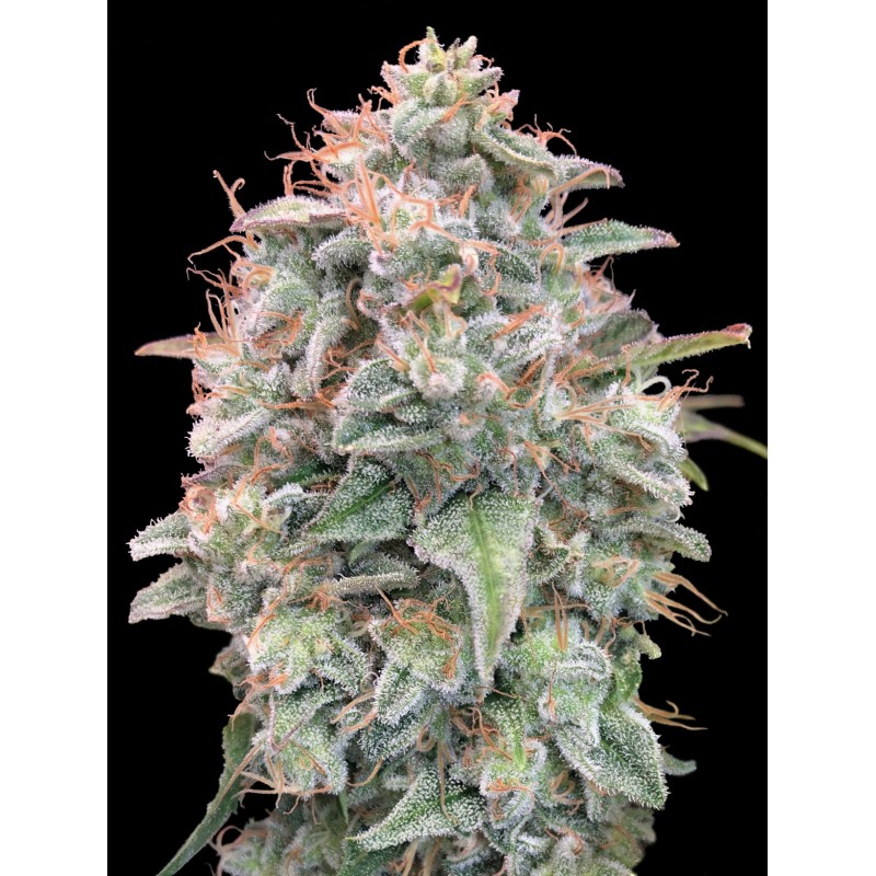 Auto Banana Cookies · Advanced Seeds · semi di canapa · AutoFem