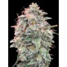 Auto Banana Cookies · Advanced Seeds · semillas de marihuana · AutoFem