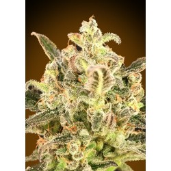 Auto Biodiesel Mass XXL · Advanced Seeds · cannabis seeds · AutoFem