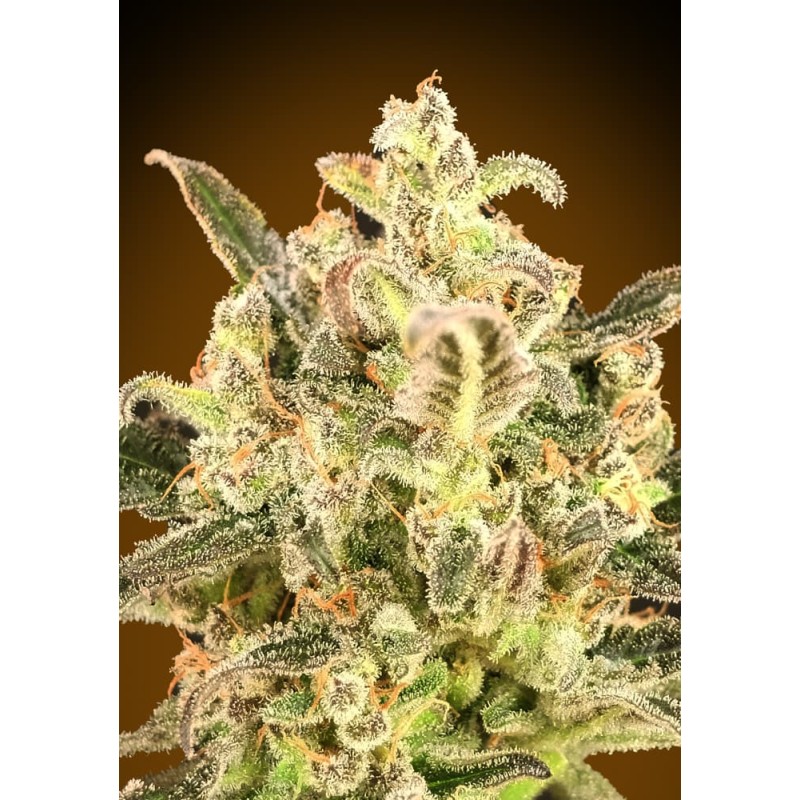 Auto Biodiesel Mass XXL · Advanced Seeds · semillas de marihuana · AutoFem