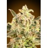Auto Biodiesel Mass XXL · Advanced Seeds · semillas de marihuana · AutoFem
