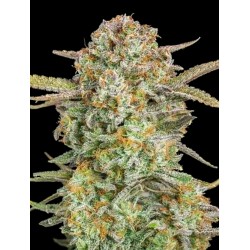 Auto Bruce Banner XXL · Advanced Seeds · semillas de marihuana · AutoFem