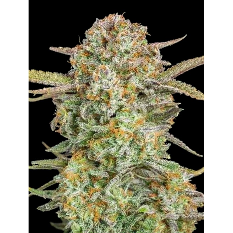 Auto Bruce Banner XXL · Advanced Seeds · semillas de marihuana · AutoFem