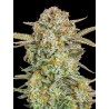 Auto Bruce Banner XXL · Advanced Seeds · semillas de marihuana · AutoFem