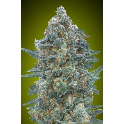 Auto Critical Lemon CBD · Advanced Seeds · semi di canapa · AutoFem