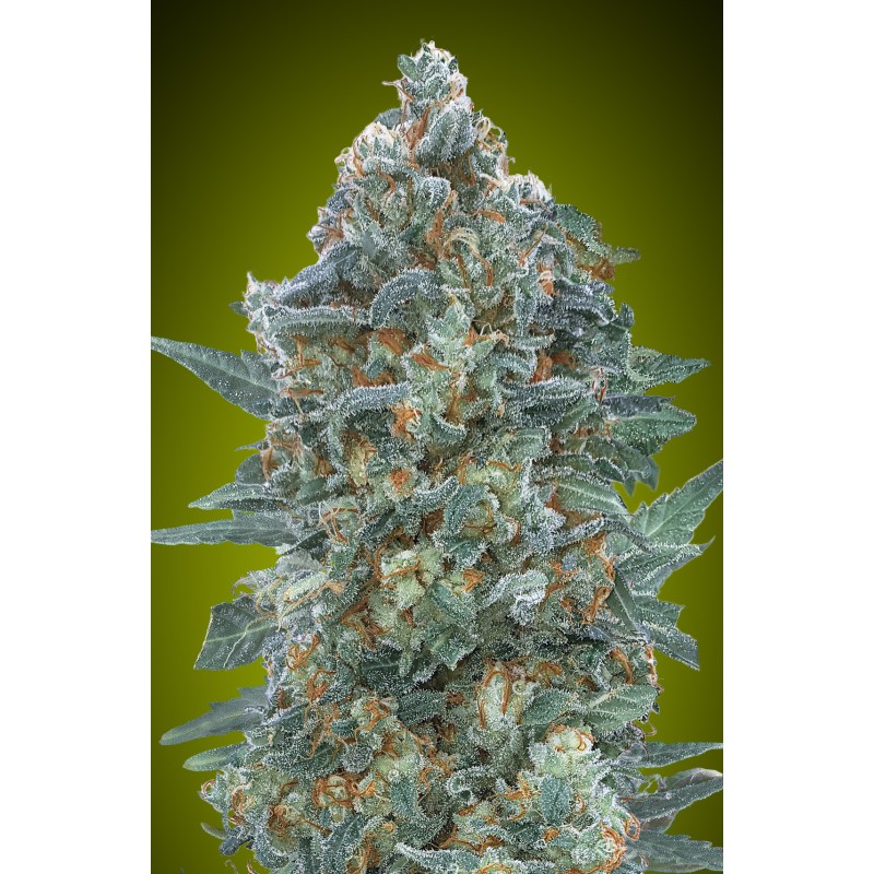 Auto Critical Lemon CBD · Advanced Seeds · semi di canapa · AutoFem