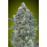 Auto Critical Lemon CBD · Advanced Seeds · semi di canapa · AutoFem