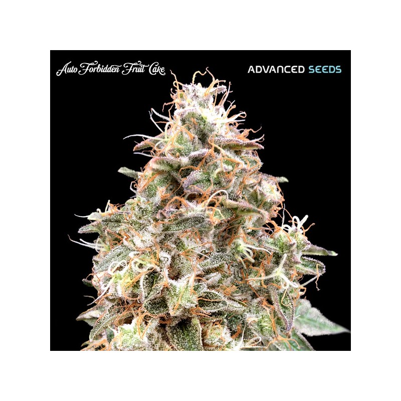 Auto Forbidden Fruit · Advanced Seeds · semillas de marihuana · AutoFem