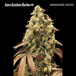 Auto Rainbow Sherbet 11 · Advanced Seeds · cannabis seeds · AutoFem