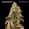 Auto Rainbow Sherbet 11 · Advanced Seeds · semi di canapa · AutoFem