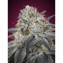 Auto Slurricane · Advanced Seeds · semi di canapa · AutoFem