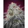 Auto Slurricane · Advanced Seeds · semillas de marihuana · AutoFem