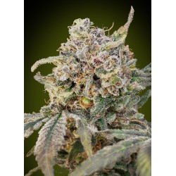 Auto Somango Glue · Advanced Seeds · semillas de marihuana · AutoFem