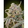 Auto Somango Glue · Advanced Seeds · semi di canapa · AutoFem