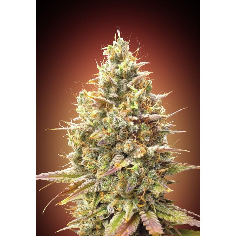 Auto Strawberry Banana · Advanced Seeds · semillas de marihuana · AutoFem