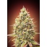 Auto Strawberry Banana · Advanced Seeds · cannabis seeds · AutoFem