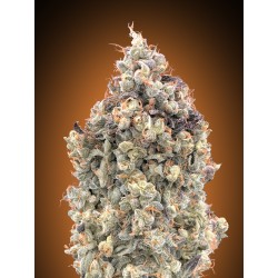 Auto Watermelon OG · Advanced Seeds · semillas de marihuana · AutoFem