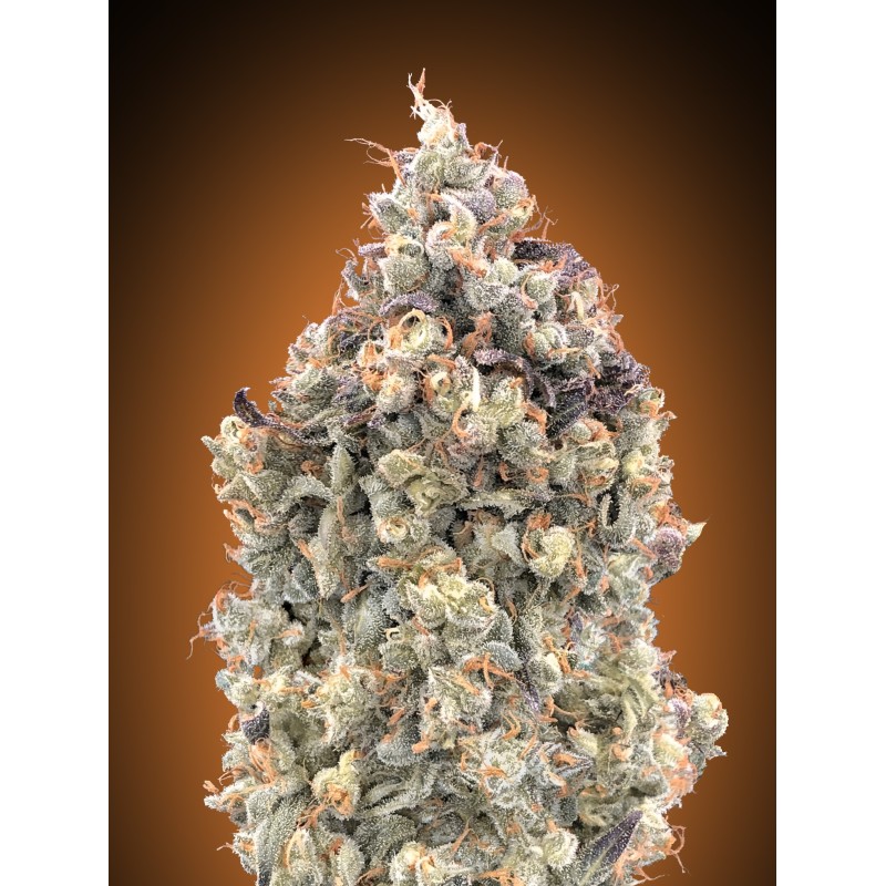 Auto Watermelon OG · Advanced Seeds · semillas de marihuana · AutoFem
