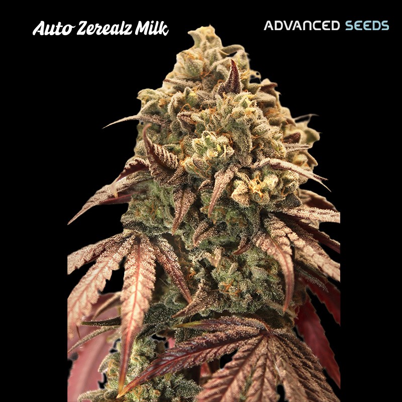 Auto Zerealz Milk · Advanced Seeds · semi di canapa · AutoFem