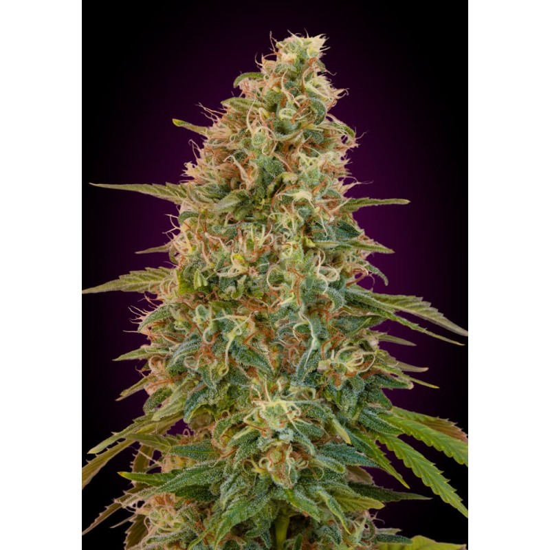 Auto Zkittlez · Advanced Seeds · semi di canapa · AutoFem