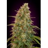 Auto Zkittlez · Advanced Seeds · semillas de marihuana · AutoFem
