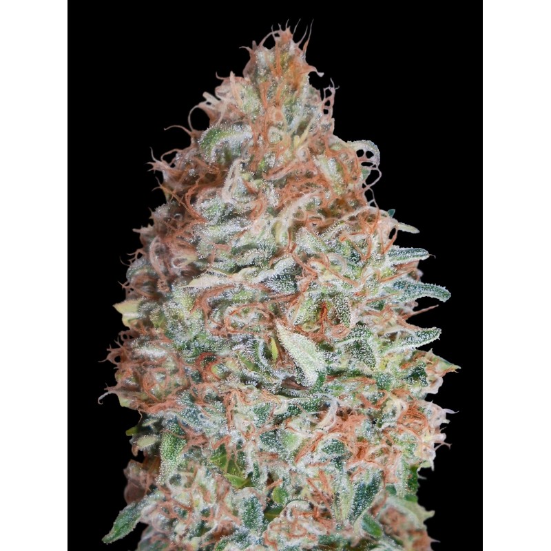 Banana Cookies · Advanced Seeds · semillas de marihuana · Fem