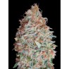 Banana Cookies · Advanced Seeds · semi di canapa indiana · Amnesia