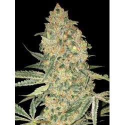 Bruce Banner · Advanced Seeds · semillas de marihuana · Fem