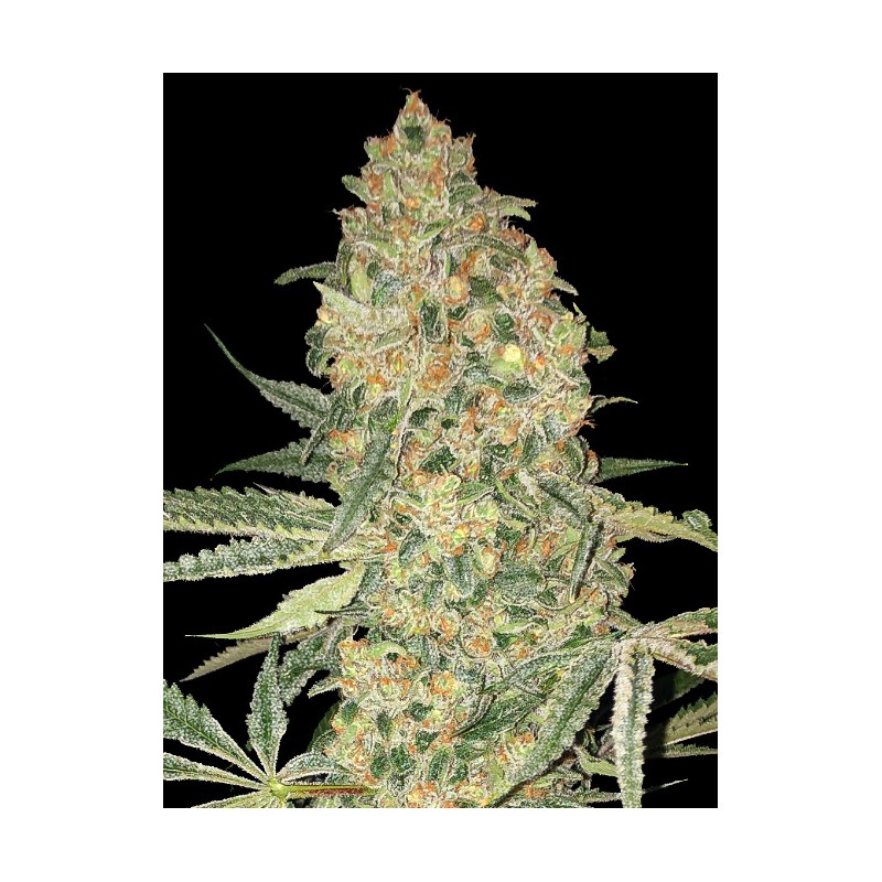 Bruce Banner · Advanced Seeds · semillas de marihuana · Fem