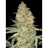 Bruce Banner · Advanced Seeds · semi di canapa indiana · Amnesia