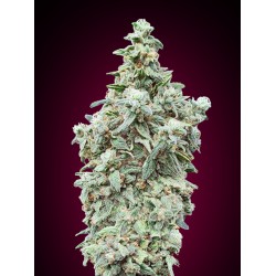 Cherry Pie · Advanced Seeds · semi di canapa indiana · Amnesia