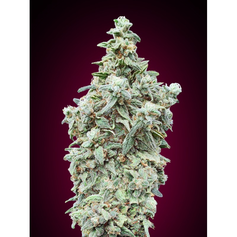 Cherry Pie · Advanced Seeds · cannabis seeds · Fem
