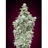 Cherry Pie · Advanced Seeds · semillas de marihuana · Fem