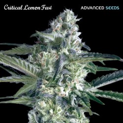 Critical Lemon Fast · Advanced Seeds · cannabis seeds · Fem