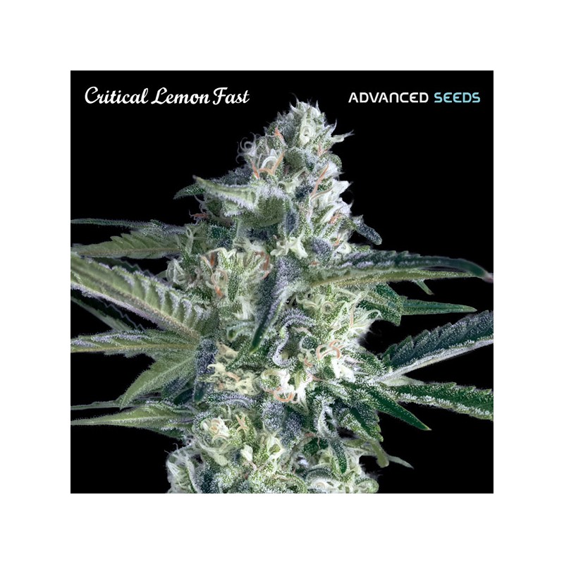 Critical Lemon Fast · Advanced Seeds · semi di canapa indiana · Amnesia