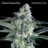 Critical Lemon Fast · Advanced Seeds · semi di canapa indiana · Amnesia